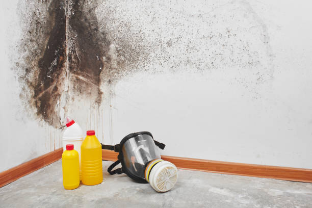 Mold Removal and Inspection in Manistee, MI