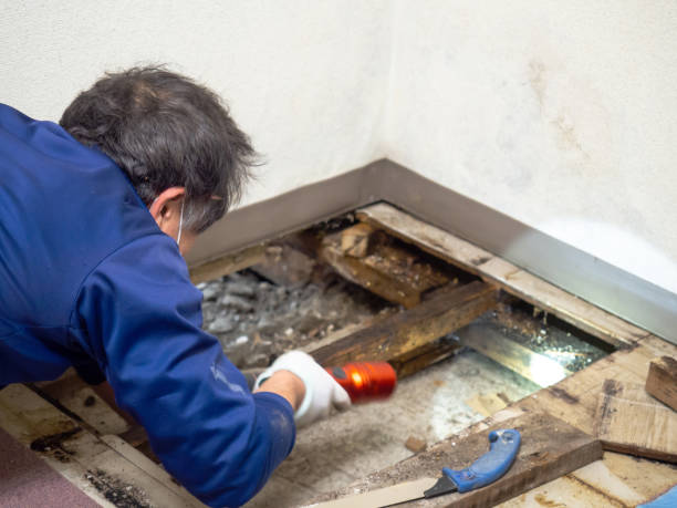 Best Fast Mold Removal  in Manistee, MI