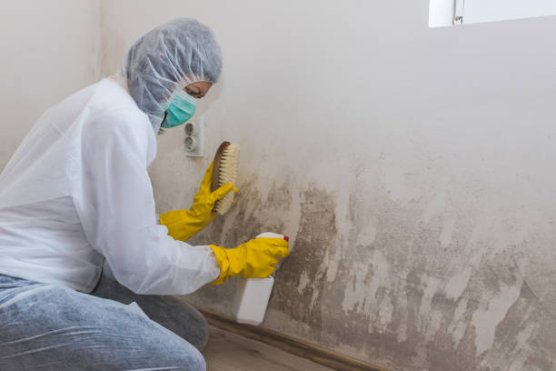 Best Mold Damage Repair  in Manistee, MI