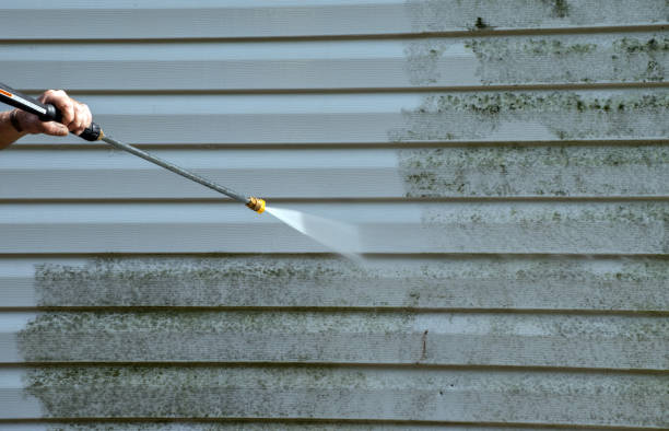 Professional Mold Removal in Manistee, MI