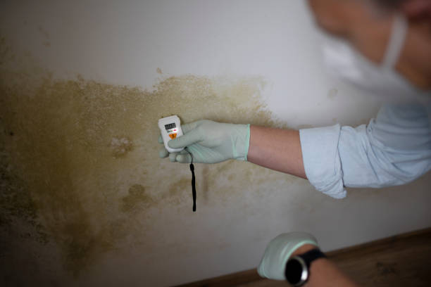 Professional Mold Removal in Manistee, MI