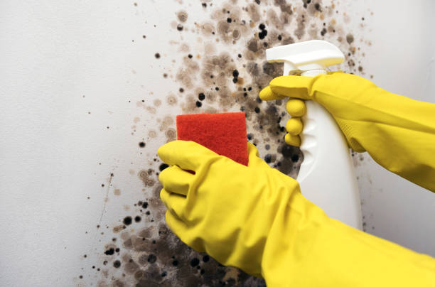 Best Mold Removal and Inspection  in Manistee, MI