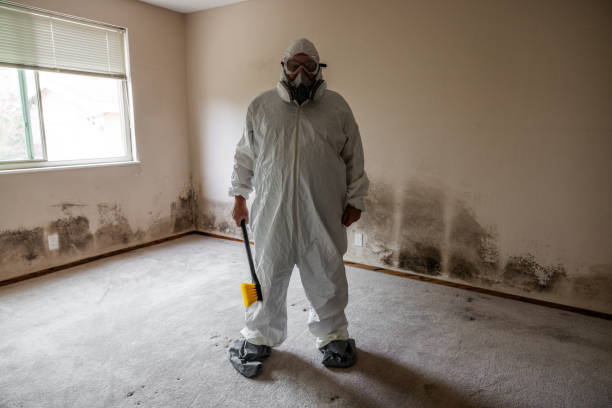 Best Professional Mold Removal  in Manistee, MI