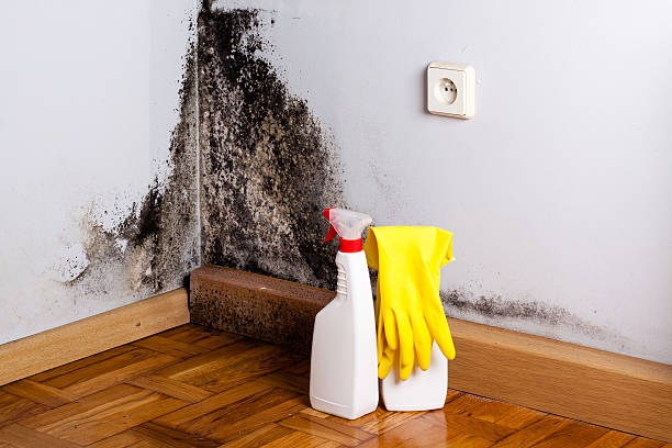 Best Mold Removal Company Near Me  in Manistee, MI