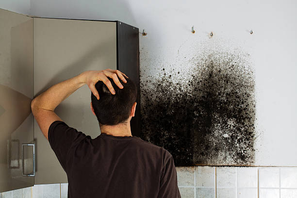 Best Best Mold Removal Companies  in Manistee, MI