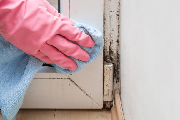 Best Mold Testing and Removal  in Manistee, MI